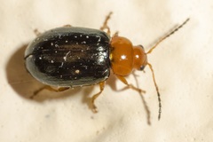 Podagrica fuscicornis