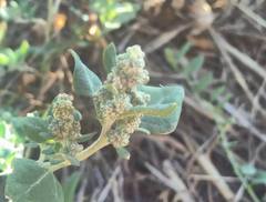 Chenopodium vulvaria