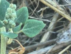 Chenopodium vulvaria