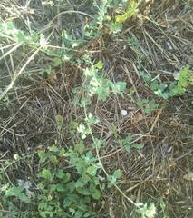 Chenopodium vulvaria