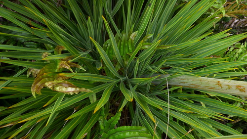 Image of Aciphylla colensoi by (c) Sarah Richardson, some rights reserved (CC BY)