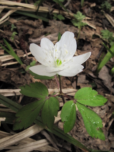 Anemone soyensis iNat (3)