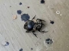 Onthophagus nuchicornis