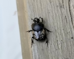 Onthophagus nuchicornis