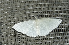 Pleuroprucha