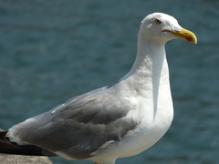 Larus michahellis
