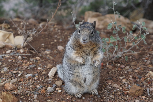 Rock Squirrel photographed in Arizona