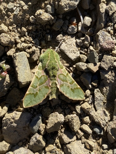 Bear Sphinx Moth