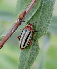 Disonycha alternata