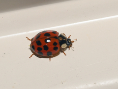 Harmonia axyridis