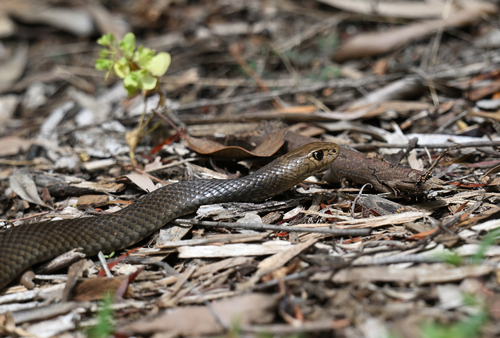 Eastern Brown Snake sighting