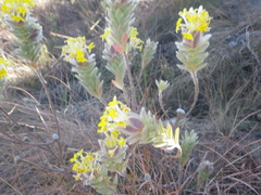 Lasiosiphon burchellii