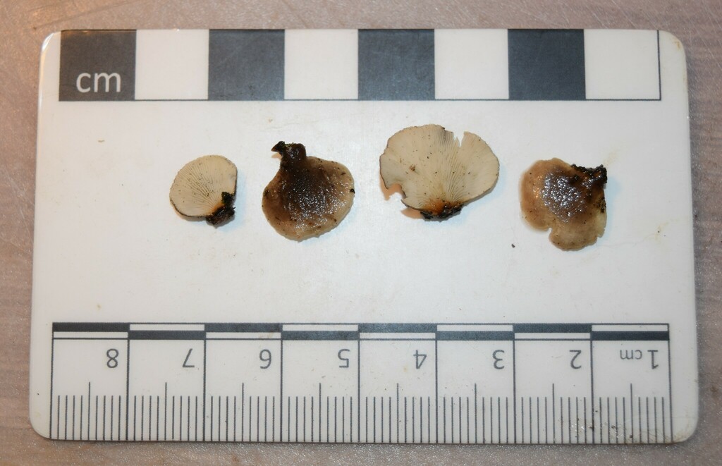 Hohenbuehelia brunnea