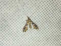 Lineodes triangulalis