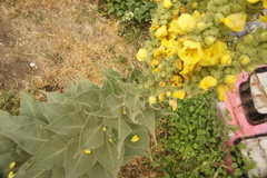 Verbascum phlomoides