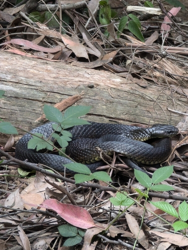 Tiger Snake sighting