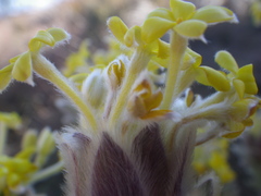 Lasiosiphon burchellii