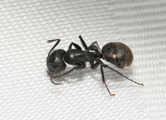 Camponotus pennsylvanicus