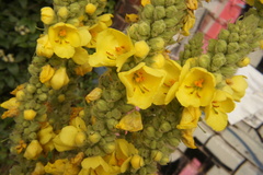 Verbascum phlomoides