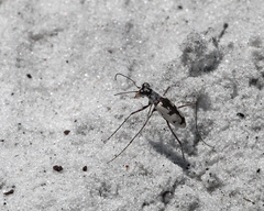 Ellipsoptera hirtilabris