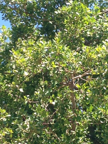 Ficus thonningii image