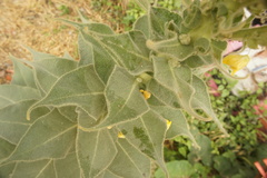 Verbascum phlomoides
