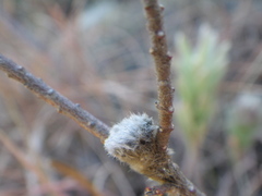 Lasiosiphon burchellii