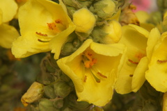 Verbascum phlomoides