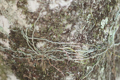 Dendrophylax porrectus
