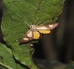 Phaeochlaena amazonica