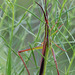 Mermiria picta - Photo (c) Mary Keim, algunos derechos reservados (CC BY-NC-SA)