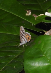 Chloreuptychia herseis