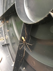 Pholcus phalangioides