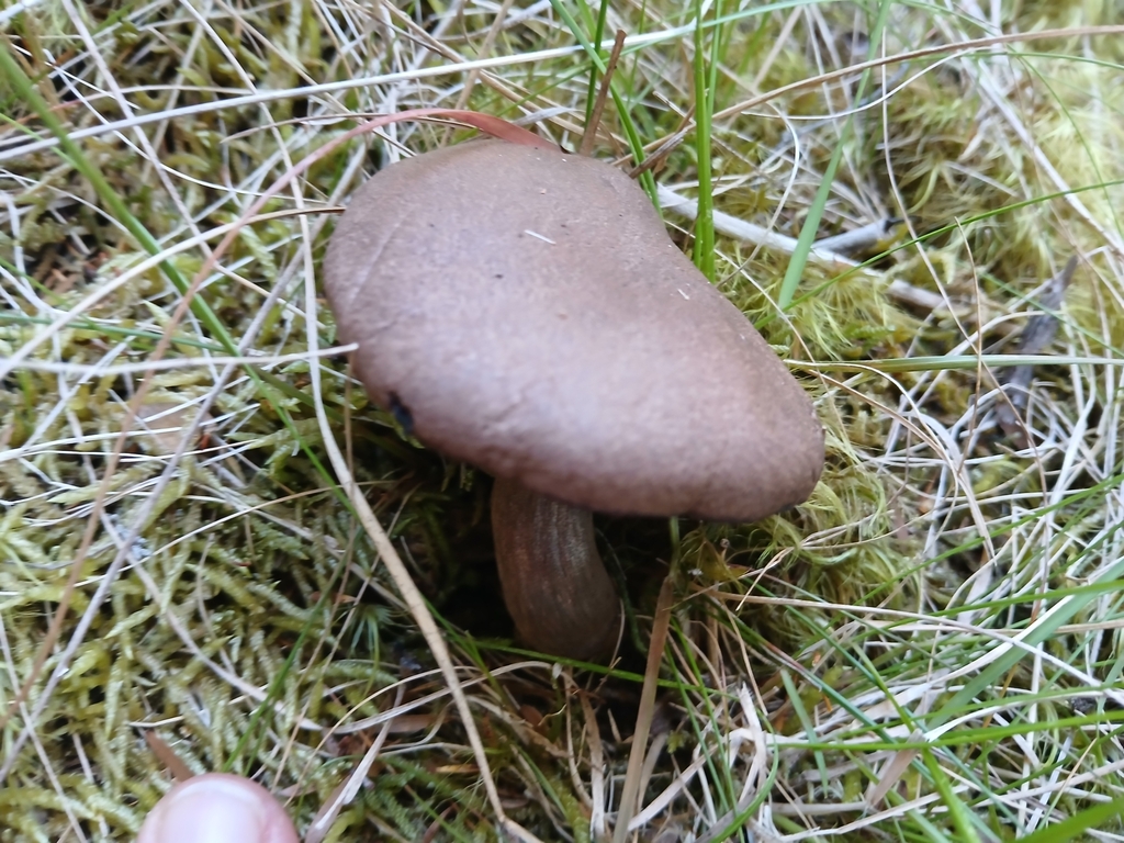 Tylopilus brunneus · January 2025 · photo: © claire_grace83 (iNaturalist, cc-by)