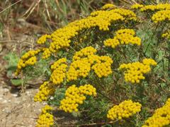 Oncosiphon suffruticosus