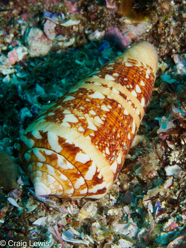 Conus ammiralis observed 2024-12-21