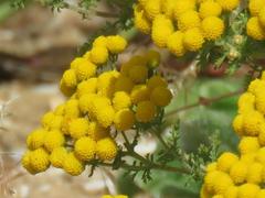 Oncosiphon suffruticosus