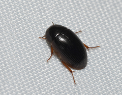 Coleoptera