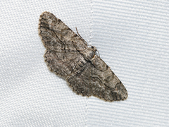 Anavitrinella pampinaria