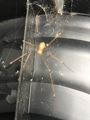 Pholcus phalangioides