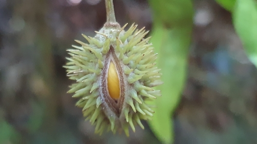 Image of Sloanea woollsii by (c) Andrew Thornhill, some rights reserved (CC BY)