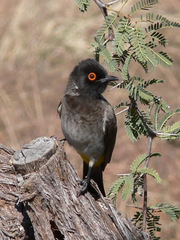 Pycnonotus nigricans