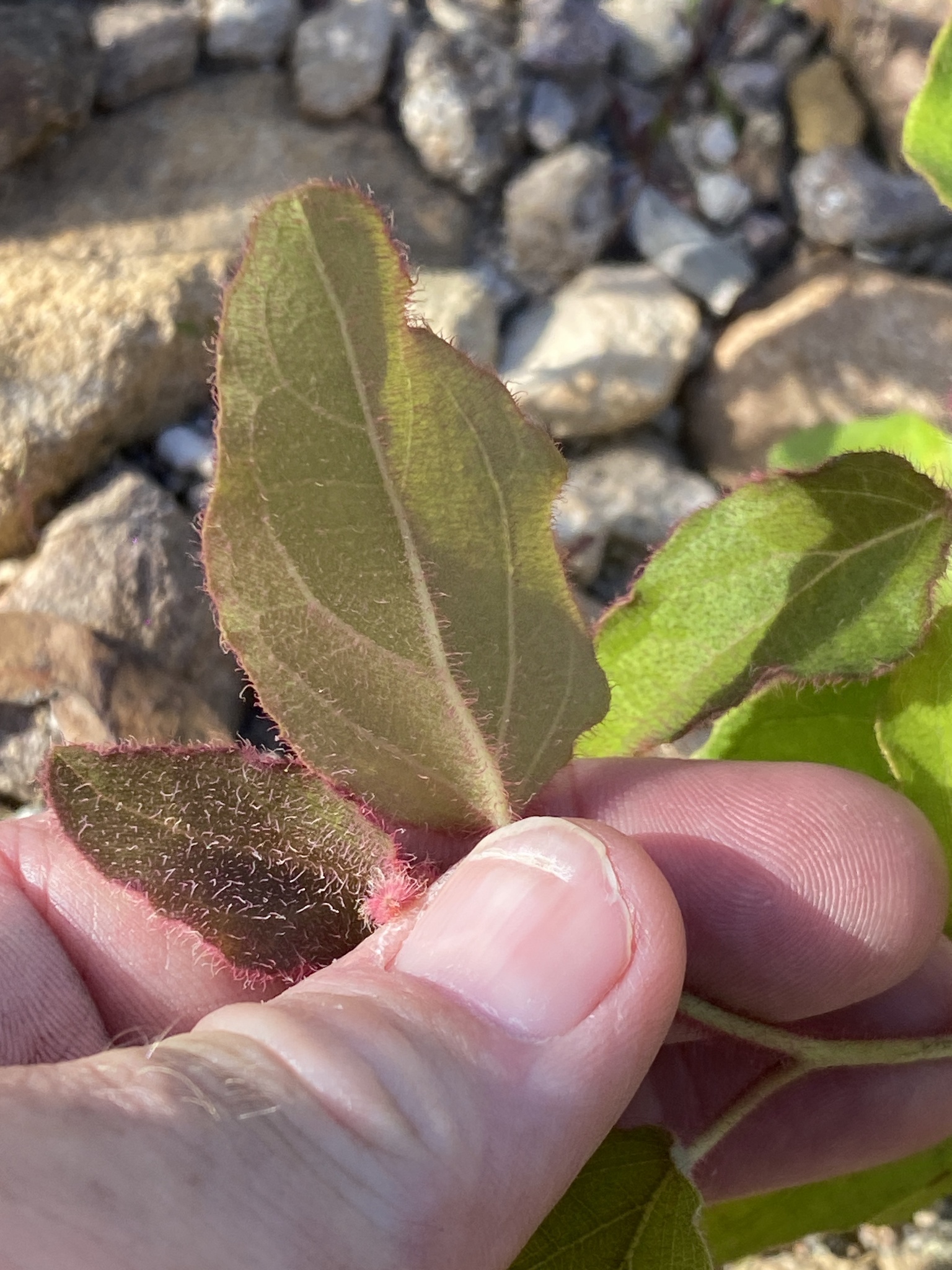Imagem de Eucalipto-de-corymbia