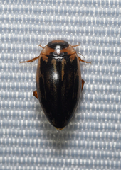 Coptotomus longulus
