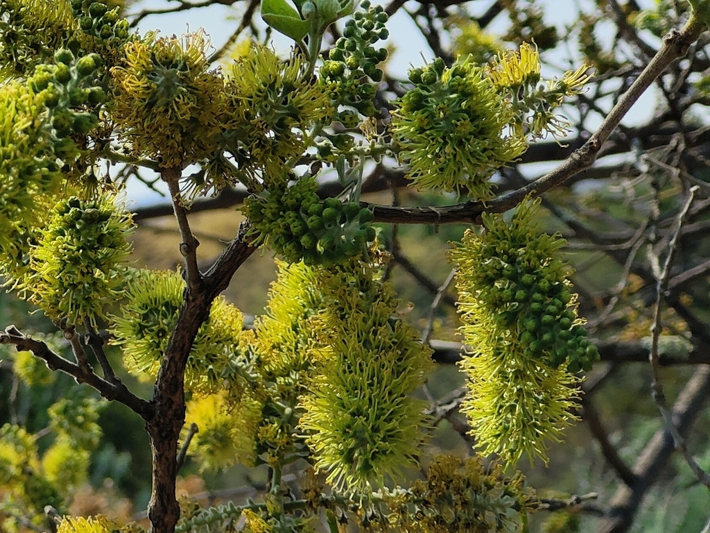 Large-fruited bushwillow (Combretum zeyheri)
