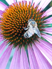 Apis mellifera