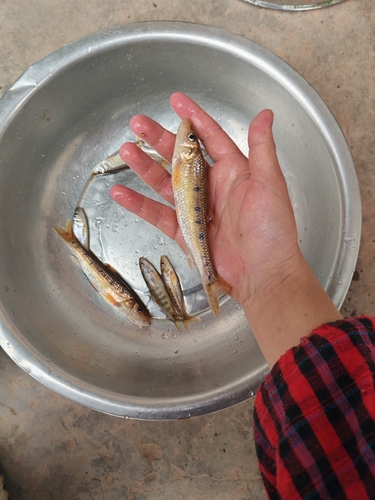 Coin gudgeon (Belligobio nummifer) — Cyprinidae — 4