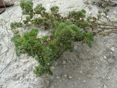 Echium vulgare