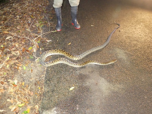 Australian Scrub Python sighting