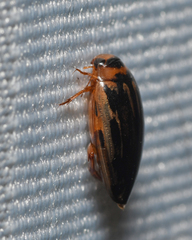 Coptotomus longulus